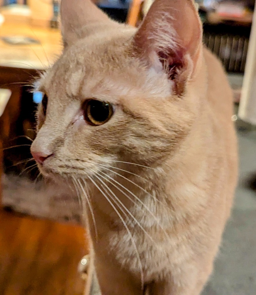 Gina, an adoptable Domestic Short Hair in Olathe, KS, 66062 | Photo Image 3