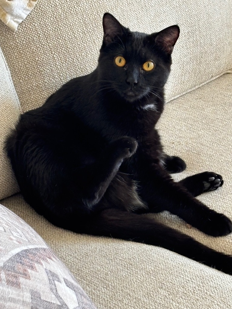 Charles Boyle, an adoptable Domestic Short Hair in Olathe, KS, 66062 | Photo Image 1