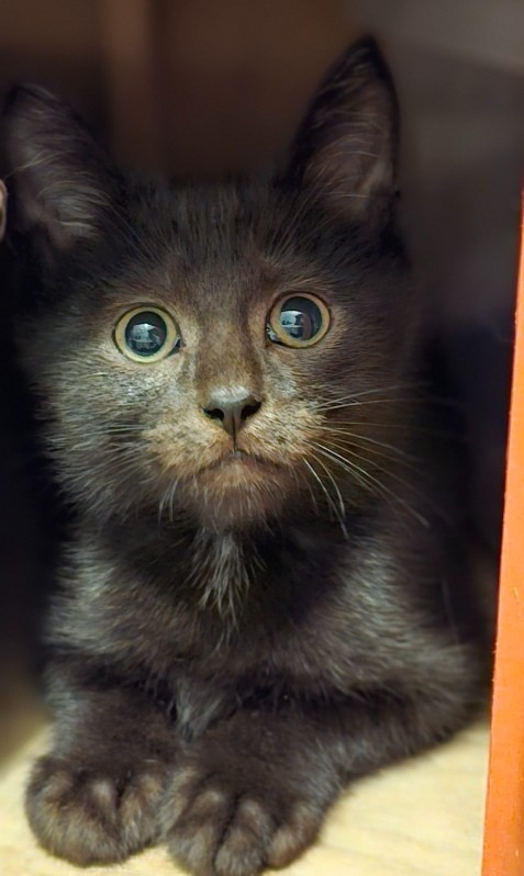 Charles Boyle, an adoptable Domestic Short Hair in Olathe, KS, 66062 | Photo Image 3