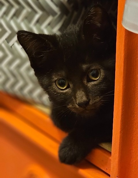 Charles Boyle, an adoptable Domestic Short Hair in Olathe, KS, 66062 | Photo Image 4