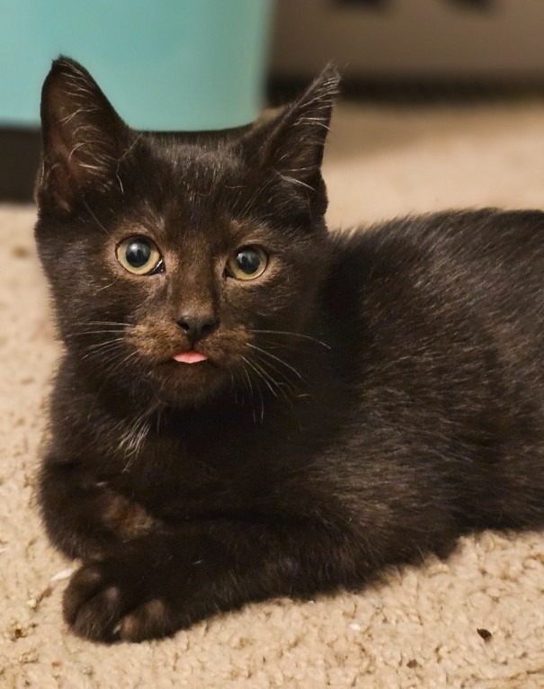 Charles Boyle, an adoptable Domestic Short Hair in Olathe, KS, 66062 | Photo Image 5