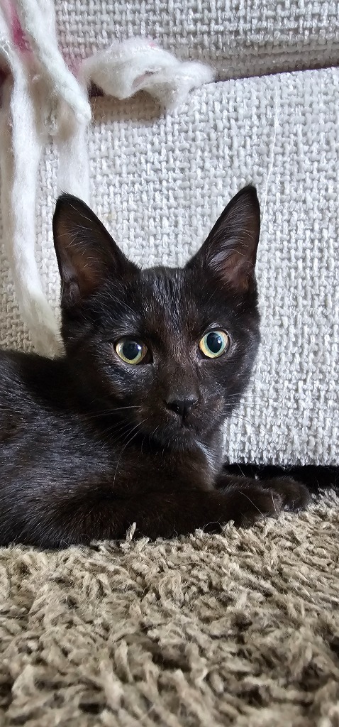 Charles Boyle, an adoptable Domestic Short Hair in Olathe, KS, 66062 | Photo Image 6