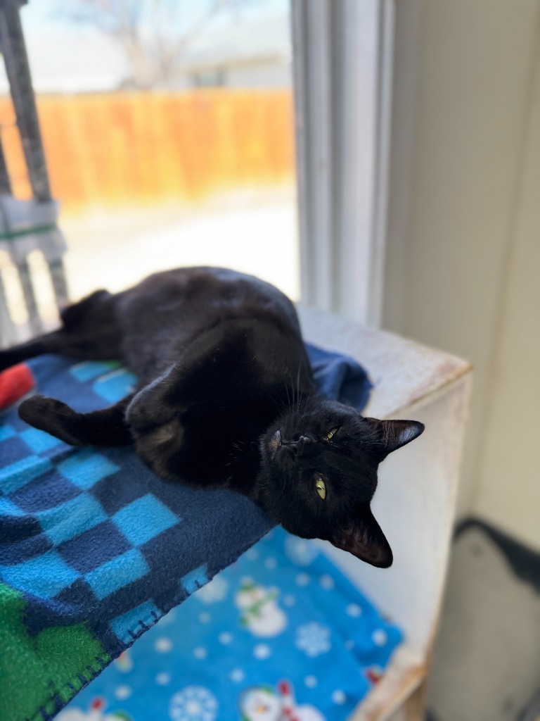 Zuri, an adoptable Domestic Short Hair in Hastings, NE, 68901 | Photo Image 1