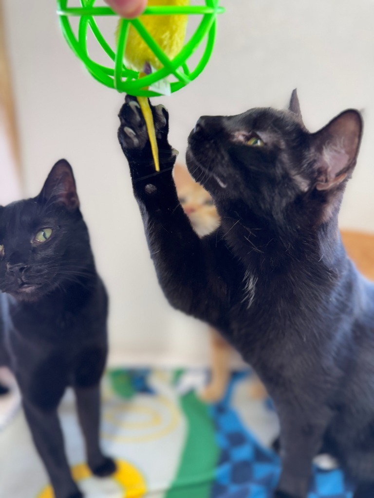 Zuri, an adoptable Domestic Short Hair in Hastings, NE, 68901 | Photo Image 2