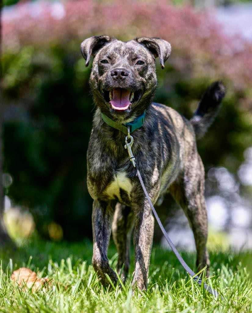 Bear, an adoptable American Staffordshire Terrier in White Hall, IL, 62092 | Photo Image 1
