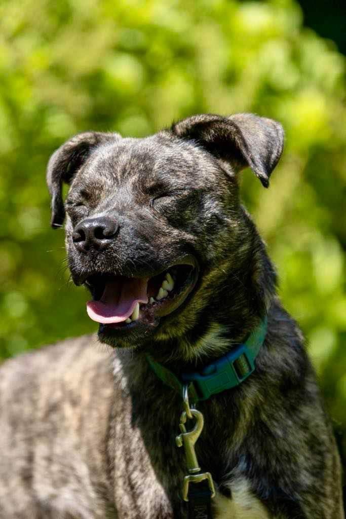 Bear, an adoptable American Staffordshire Terrier in White Hall, IL, 62092 | Photo Image 2