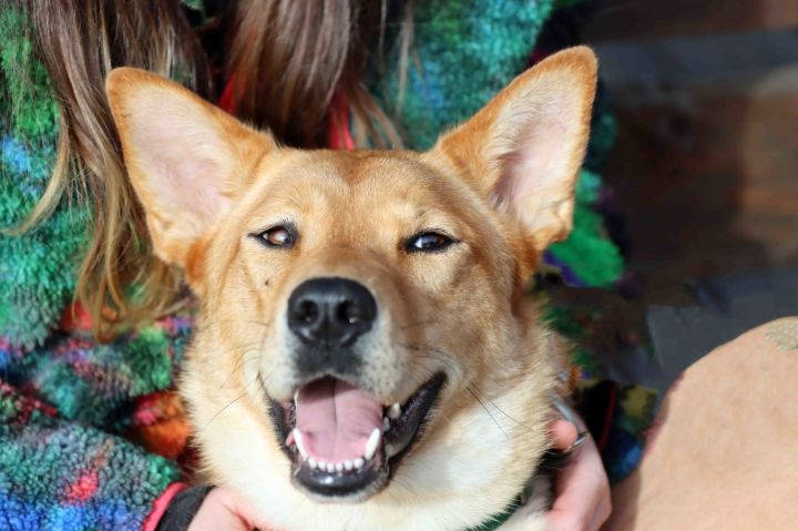 Canela 1