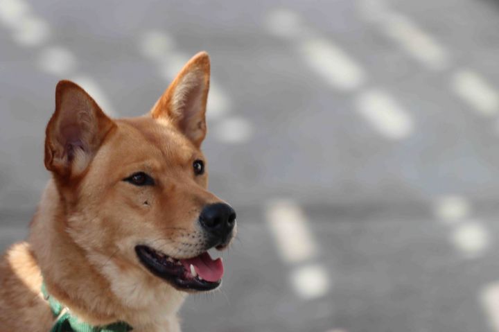 Canela 2