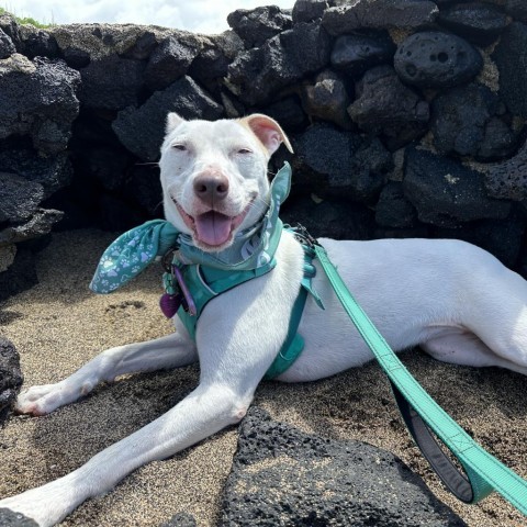 Lola, an adoptable Mixed Breed in Kailua Kona, HI, 96740 | Photo Image 1