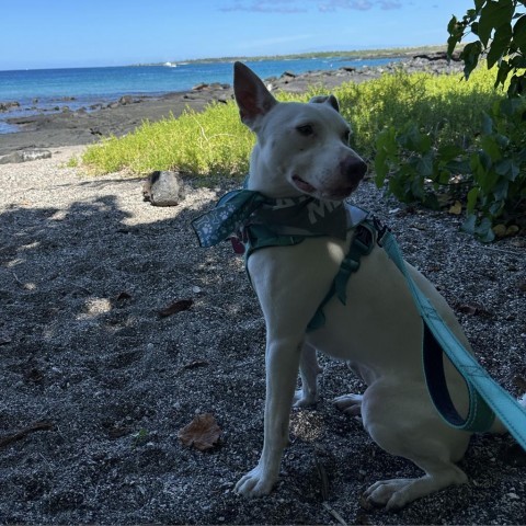 Lola, an adoptable Mixed Breed in Kailua Kona, HI, 96740 | Photo Image 2