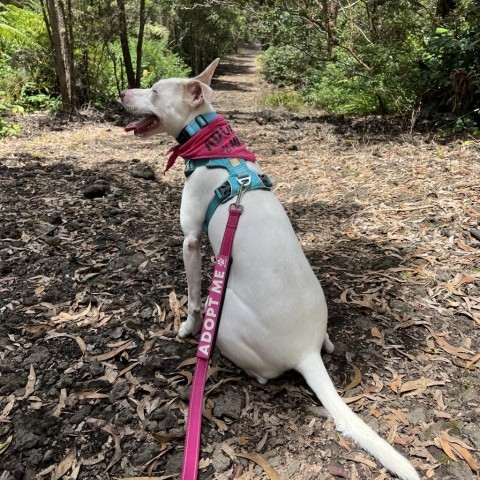 Lola, an adoptable Mixed Breed in Kailua Kona, HI, 96740 | Photo Image 3