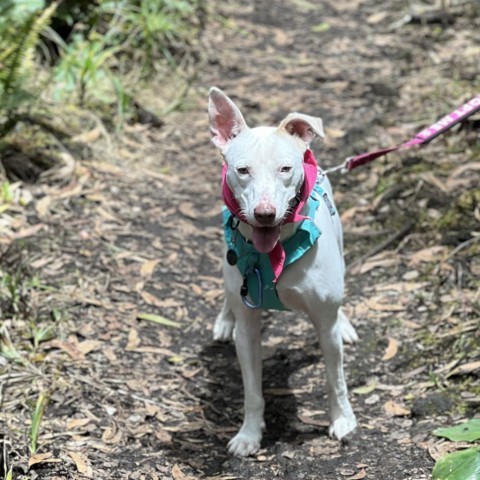 Lola, an adoptable Mixed Breed in Kailua Kona, HI, 96740 | Photo Image 4