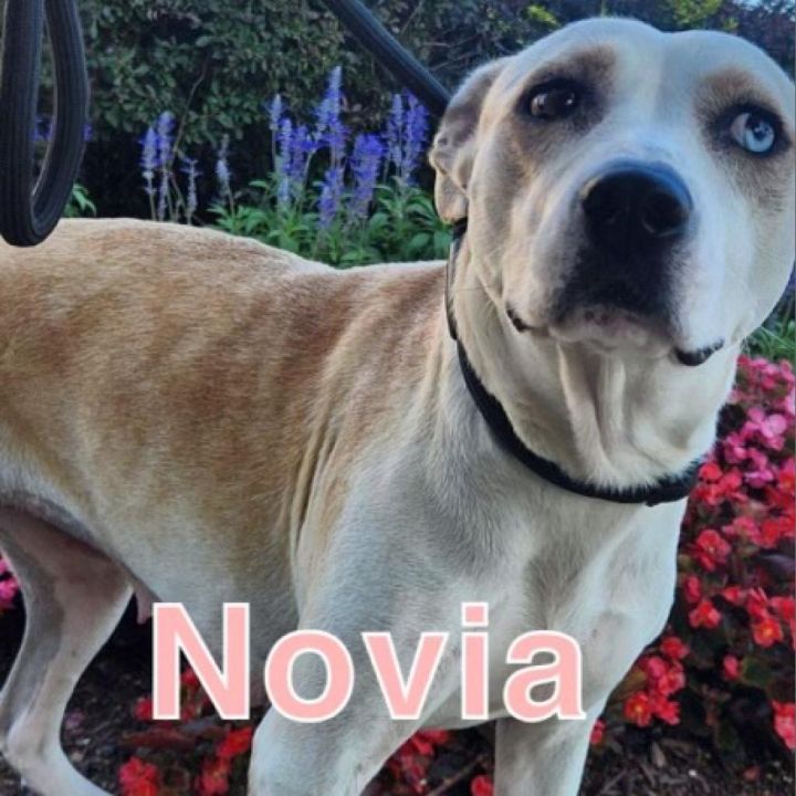 Novia 1