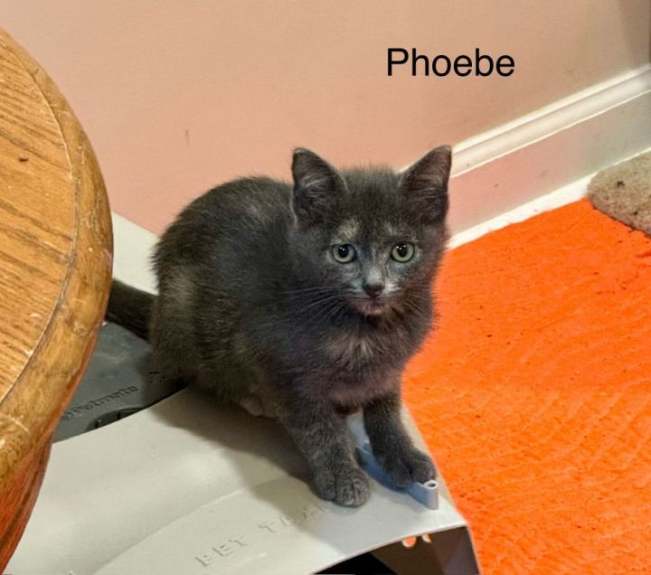 Phoebe 1