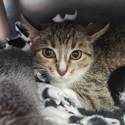 Wow Face, an adoptable Domestic Short Hair in Gwinn, MI, 49841 | Photo Image 1