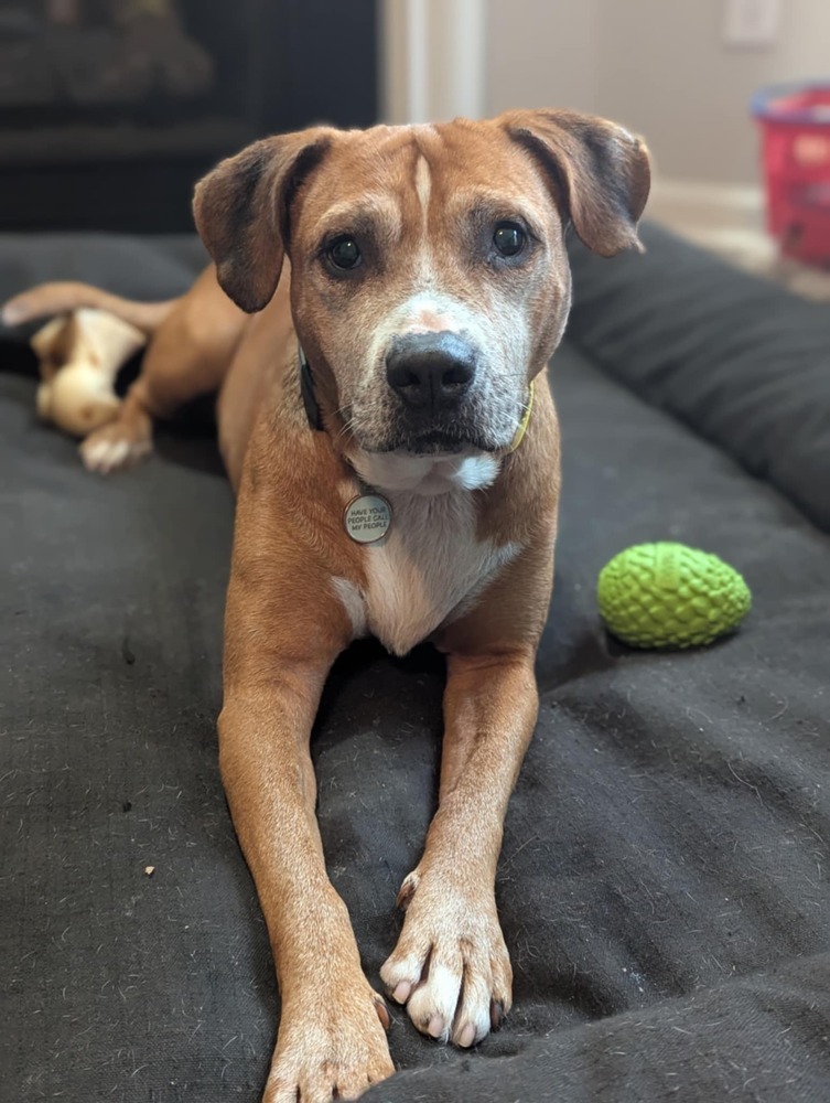 Butch, an adoptable Hound in Wendell, NC, 27591 | Photo Image 1