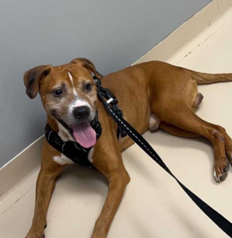 Butch, an adoptable Hound in Wendell, NC, 27591 | Photo Image 2