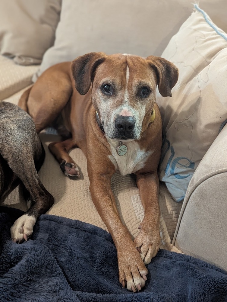 Butch, an adoptable Hound in Wendell, NC, 27591 | Photo Image 3