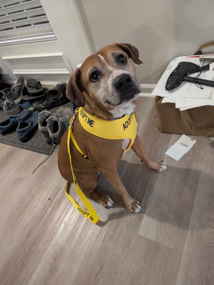 Butch, an adoptable Hound in Wendell, NC, 27591 | Photo Image 5