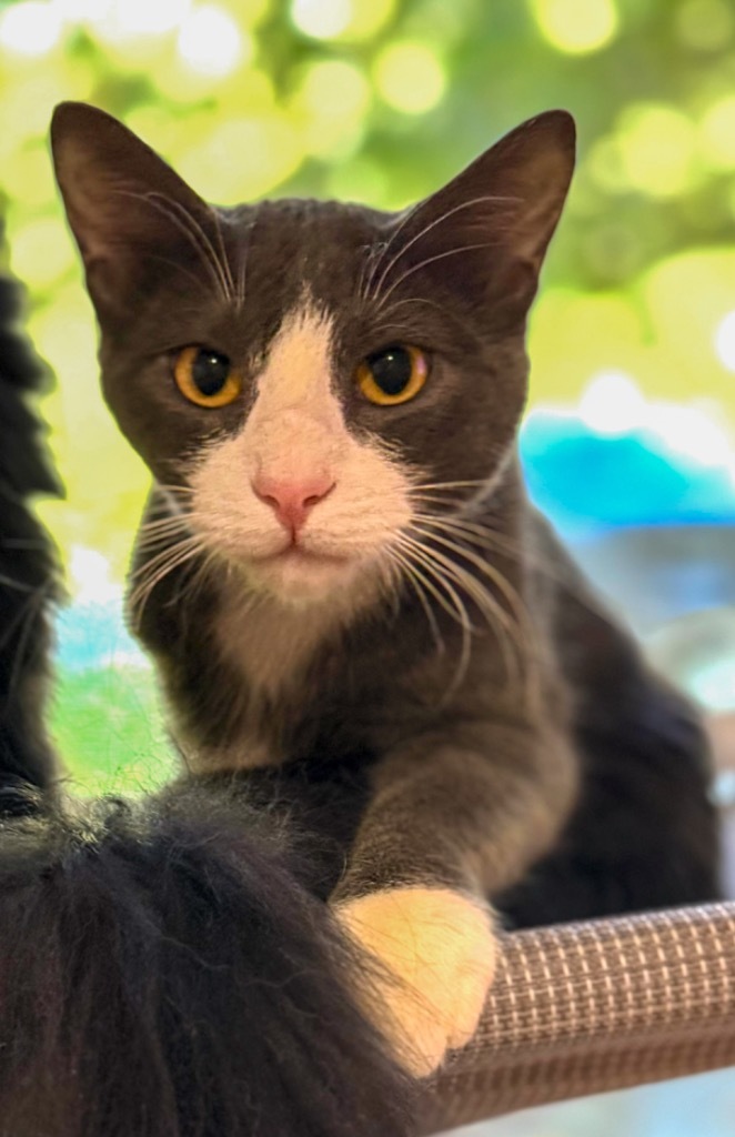 Butch, an adoptable Domestic Short Hair in Vashon, WA, 98070 | Photo Image 1