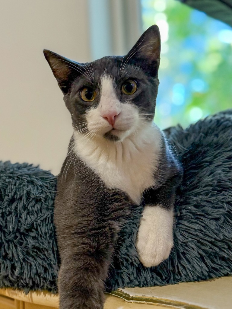 Sundance, an adoptable Domestic Short Hair in Vashon, WA, 98070 | Photo Image 1