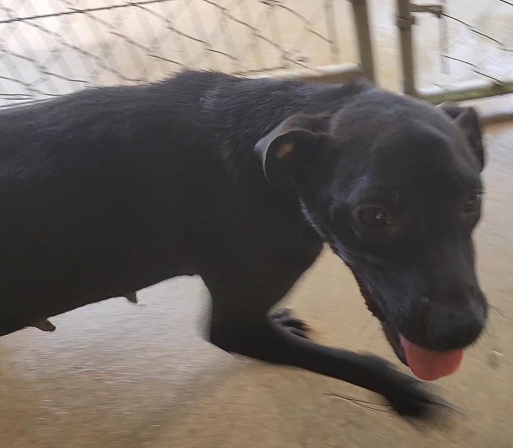 Emory, an adoptable Terrier in Ruston, LA, 71270 | Photo Image 1