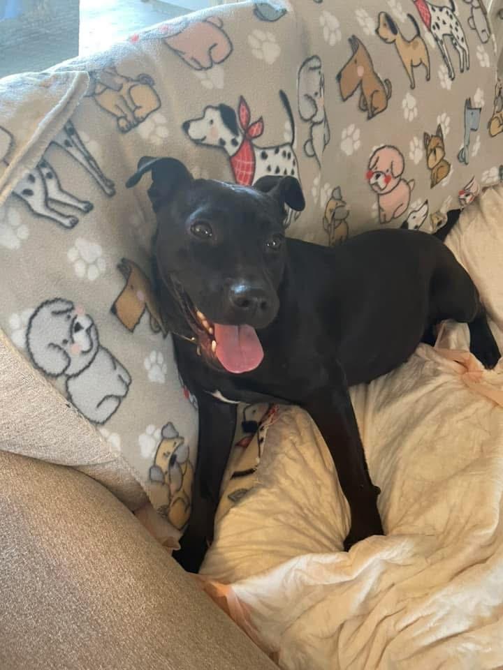 Emory, an adoptable Terrier in Ruston, LA, 71270 | Photo Image 6
