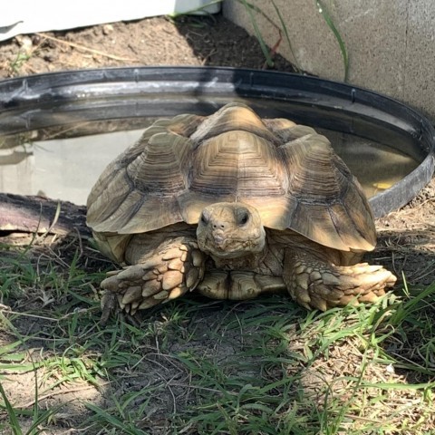 Jelly, sulcata Pflugerville 1