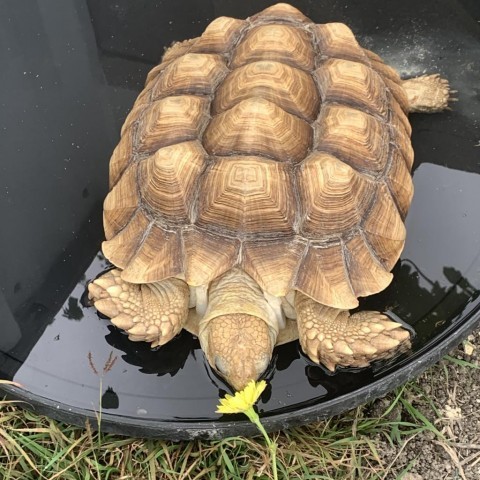 Jelly, sulcata Pflugerville 3