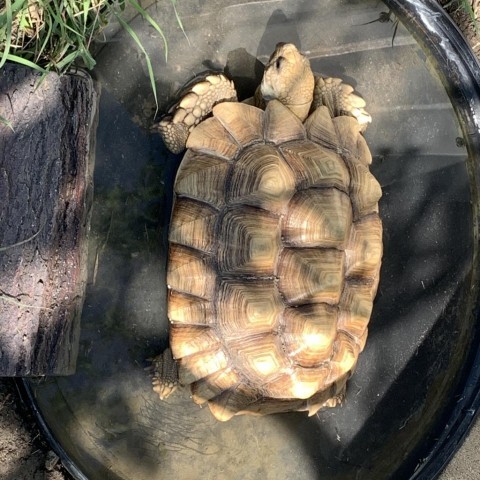 Jelly, sulcata Pflugerville 4