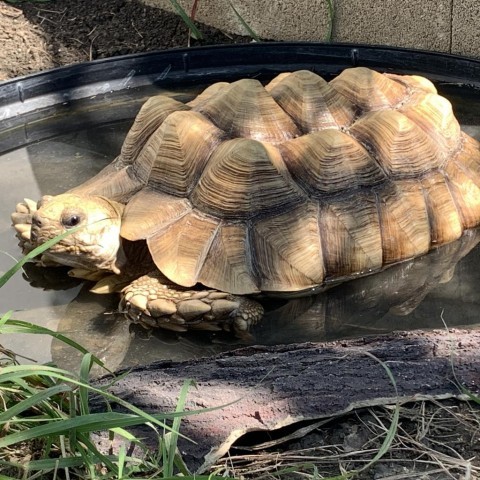 Jelly, sulcata Pflugerville 5