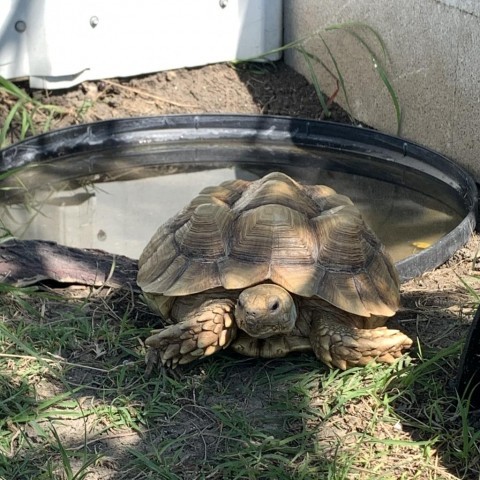 Jelly, sulcata Pflugerville 6