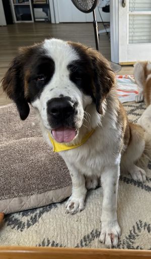 Brooklyn Saint Bernard Dog