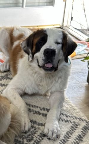 Bronx Saint Bernard Dog