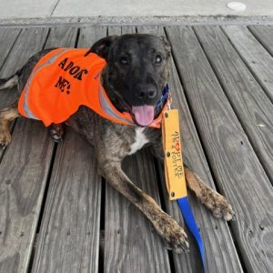 NOVA Plott Hound Dog