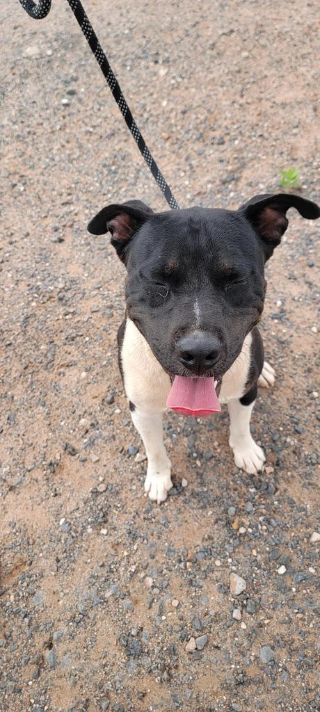 Milo, an adoptable Pit Bull Terrier in Holbrook, AZ, 86025 | Photo Image 1