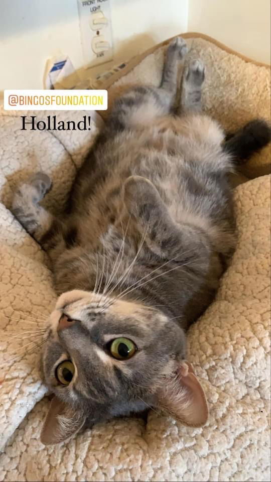 Holland 2