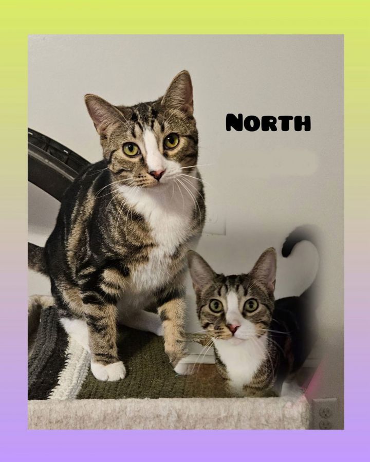 North 2