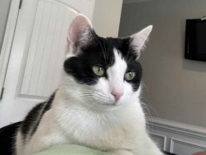 Bandit, Adult Female Domestic Short Hair