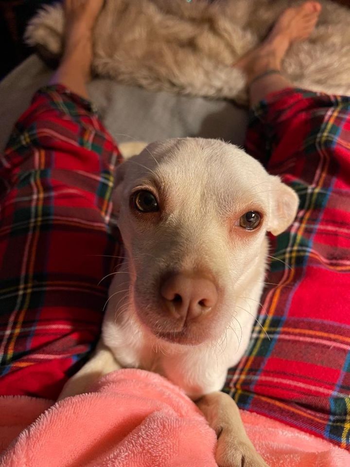 BENNY 2