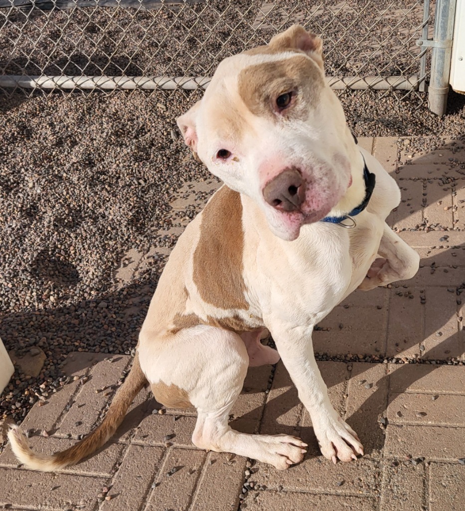 Lucroy, an adoptable Pit Bull Terrier in Medford, WI, 54451 | Photo Image 1