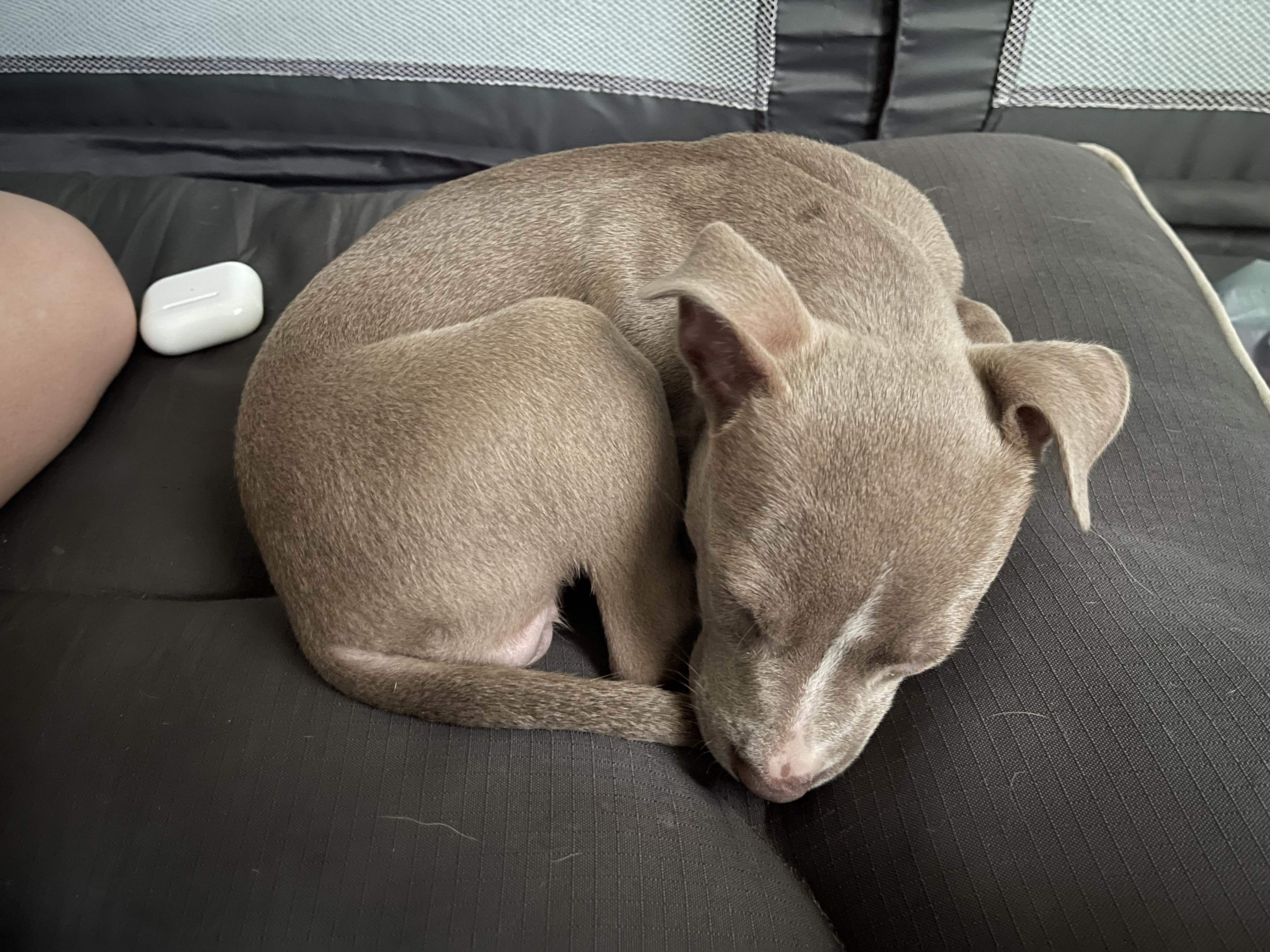 Copper, an adoptable Pit Bull Terrier in Arlee, MT, 59821 | Photo Image 2