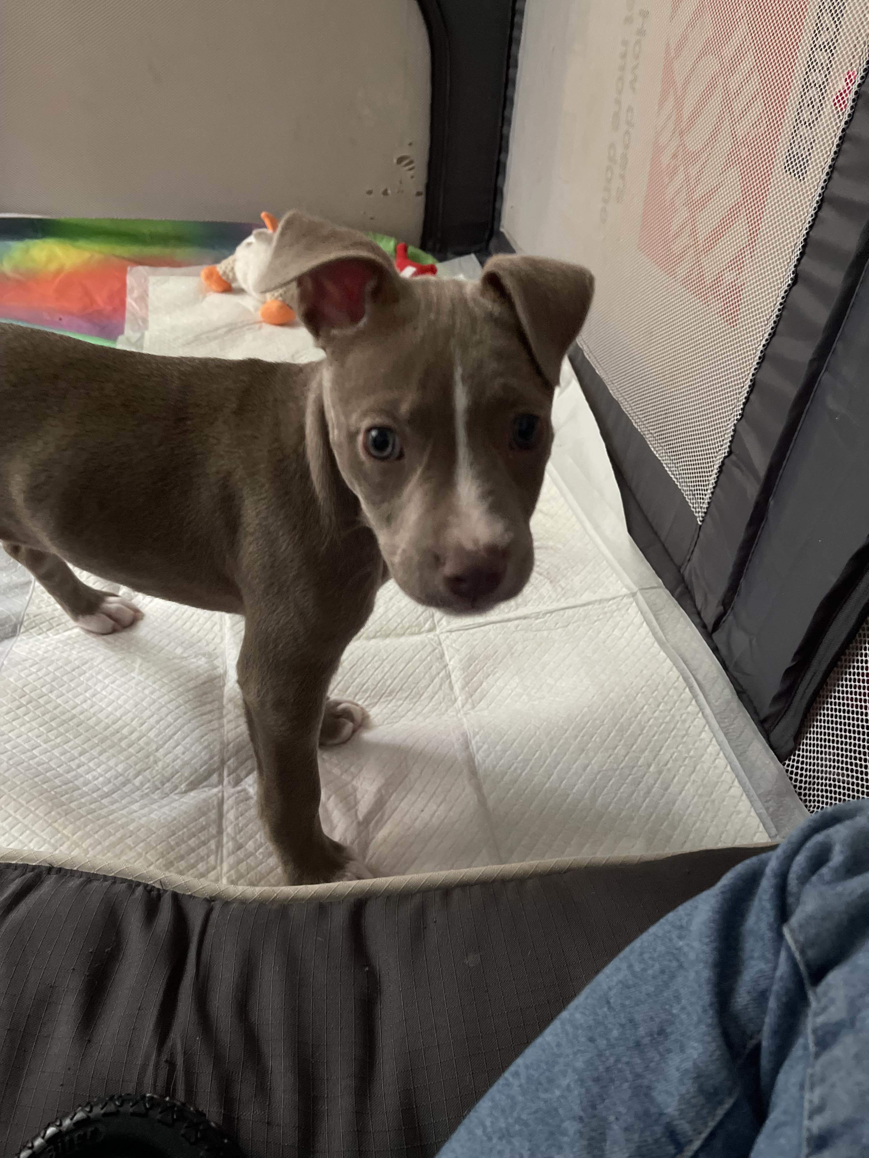 Copper, an adoptable Pit Bull Terrier in Arlee, MT, 59821 | Photo Image 4