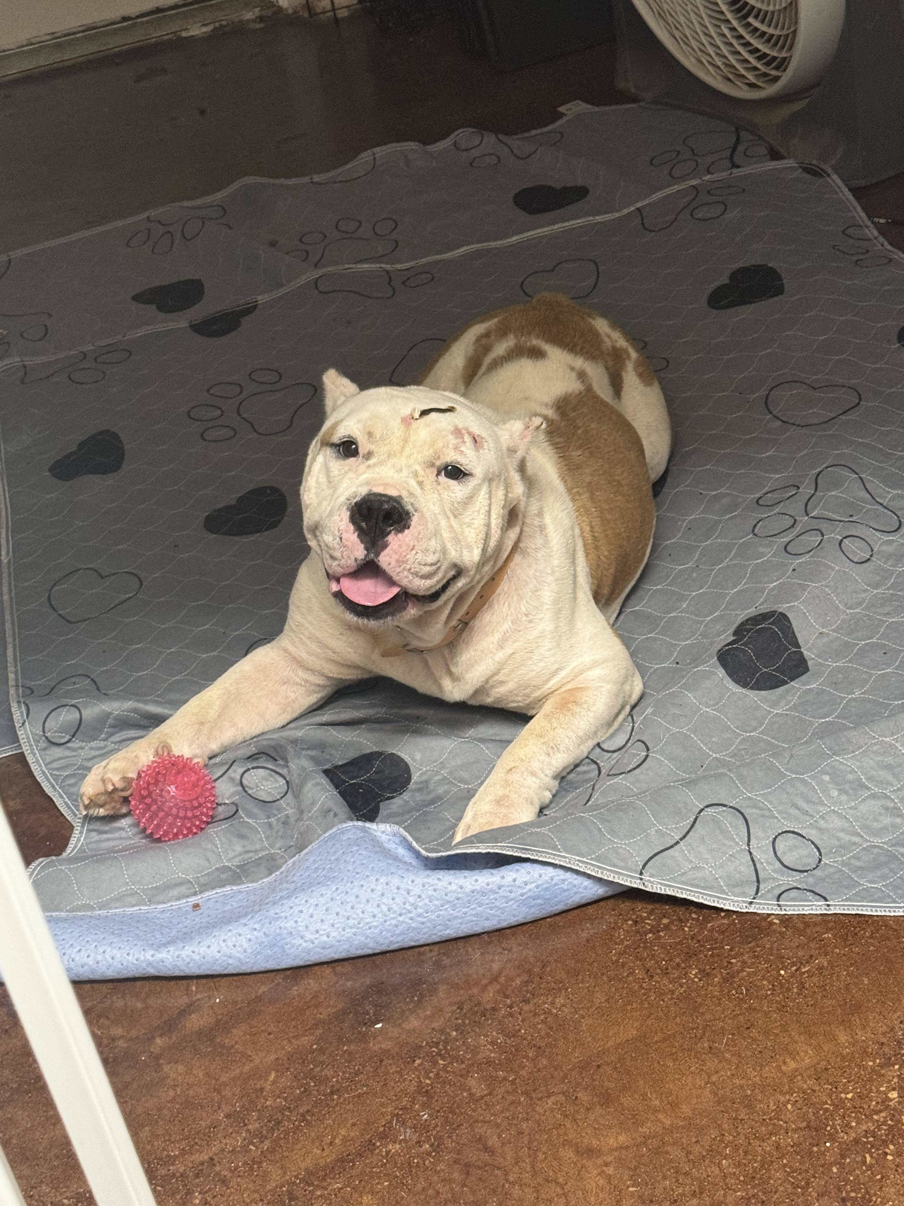 Bruce (Ragnar), an adoptable Pit Bull Terrier in Arlee, MT, 59821 | Photo Image 1