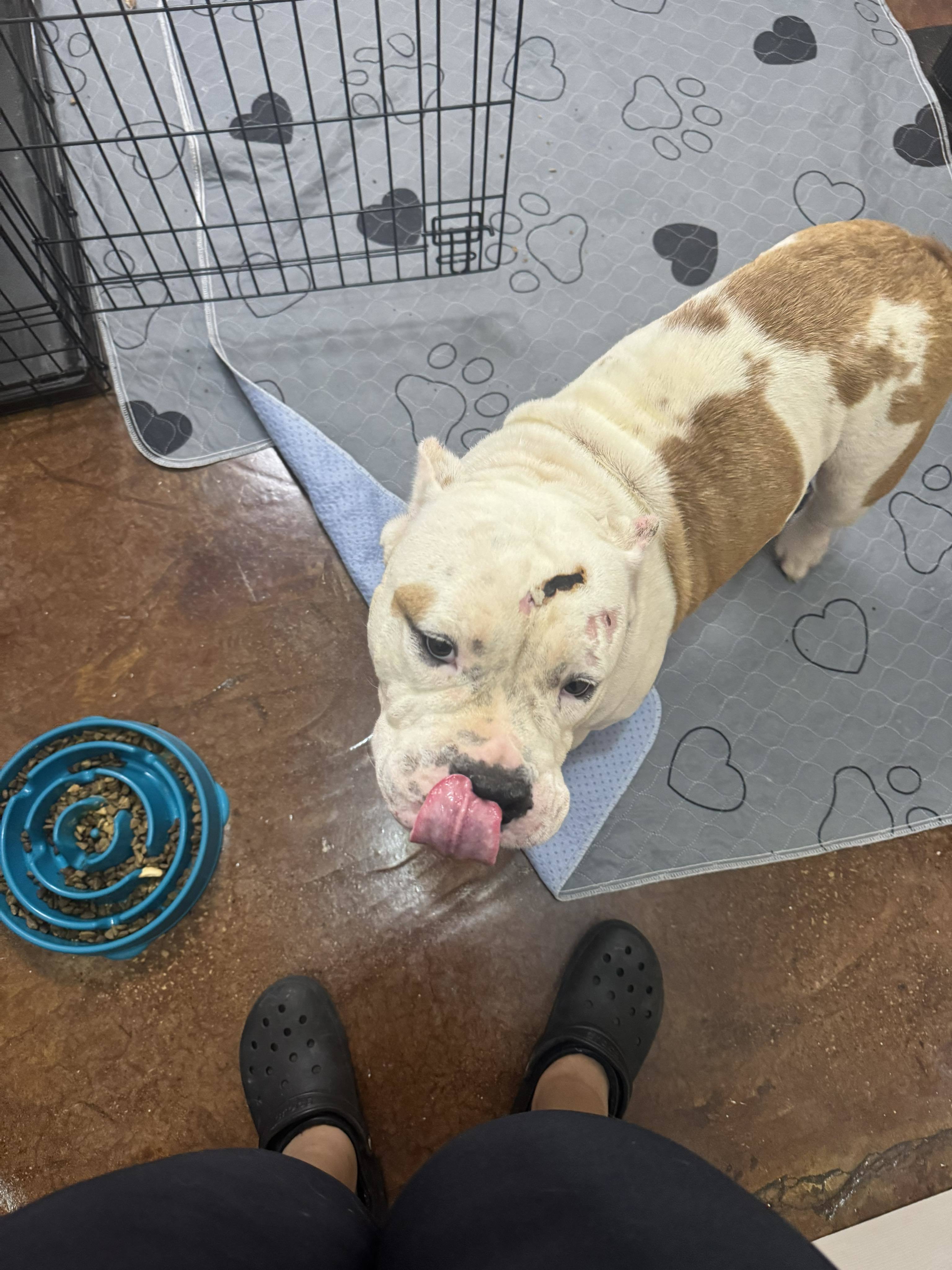 Bruce (Ragnar), an adoptable Pit Bull Terrier in Arlee, MT, 59821 | Photo Image 2