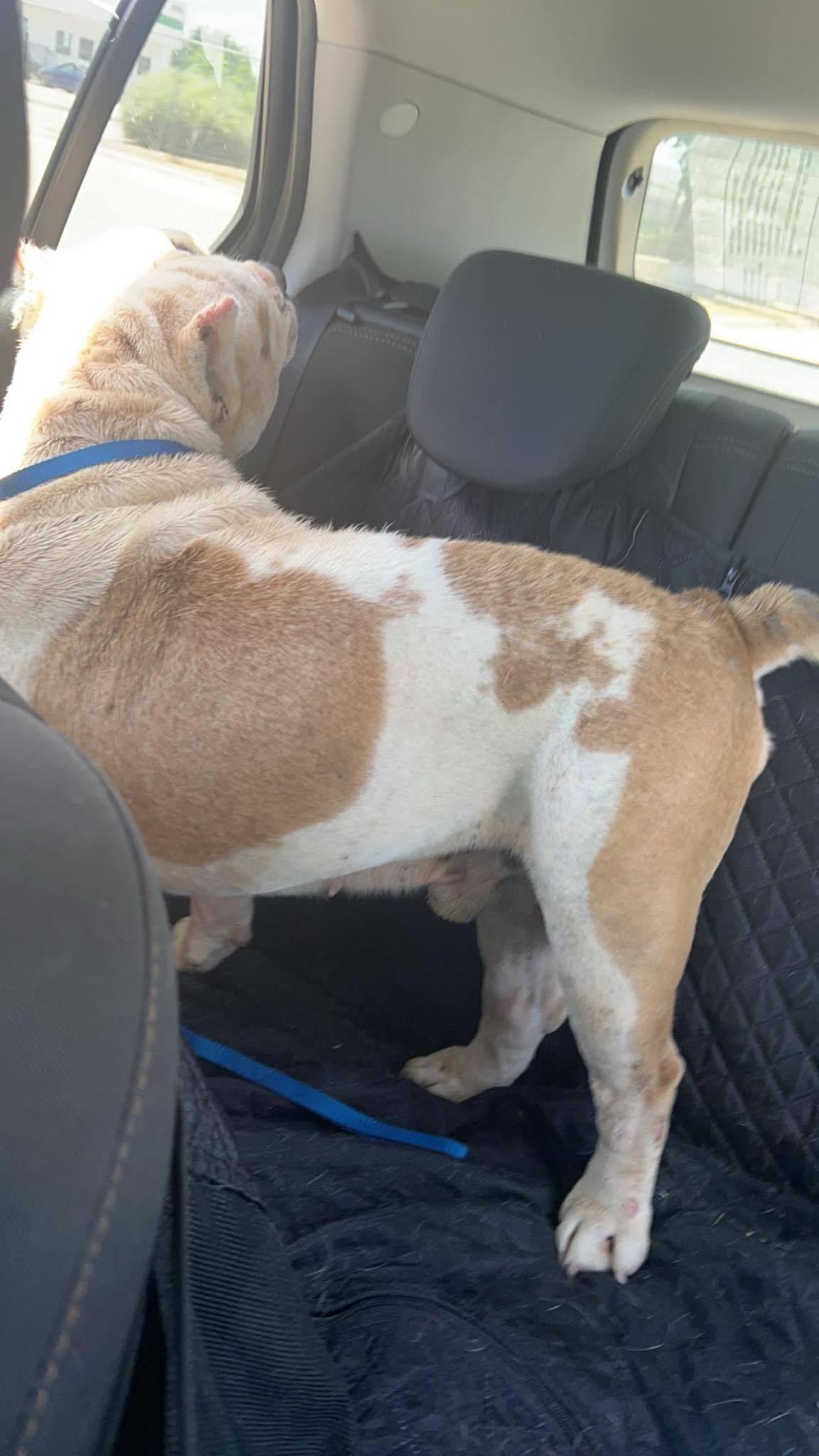 Bruce (Ragnar), an adoptable Pit Bull Terrier in Arlee, MT, 59821 | Photo Image 6