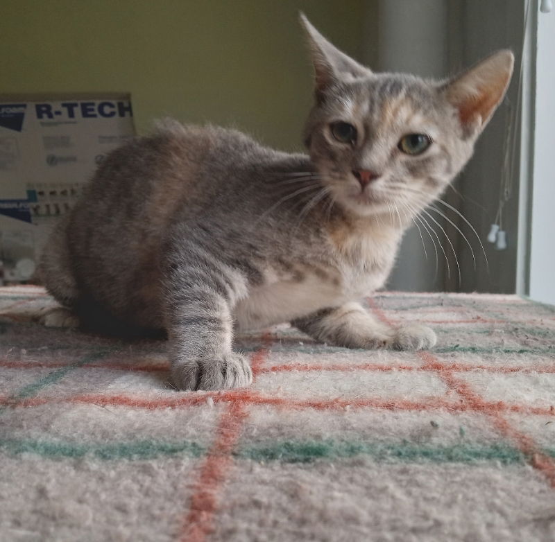 Quiana, an adoptable Domestic Short Hair, Dilute Tortoiseshell in Alturas, CA, 96101 | Photo Image 1