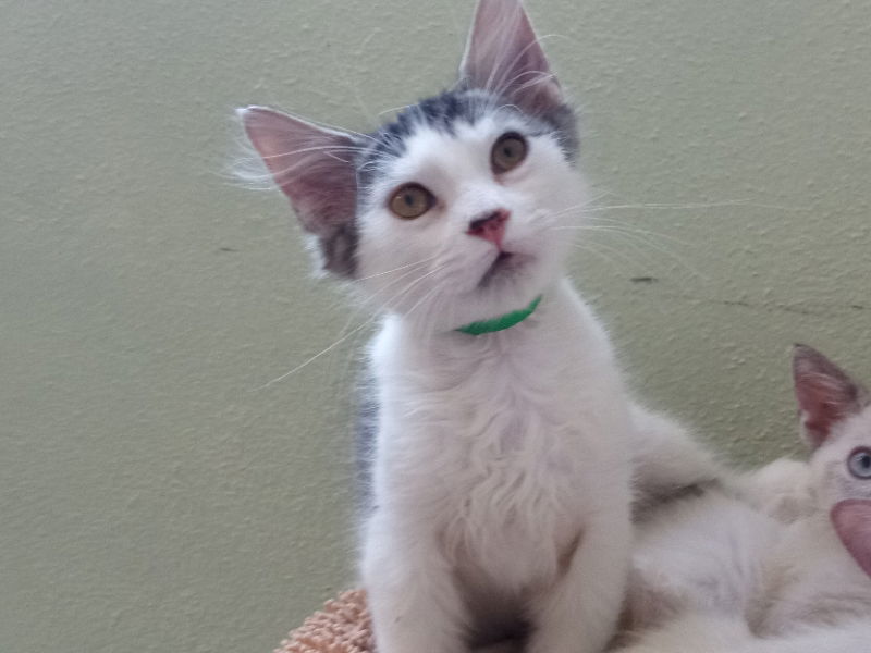 Moonlight, an adoptable Domestic Short Hair in Alturas, CA, 96101 | Photo Image 1