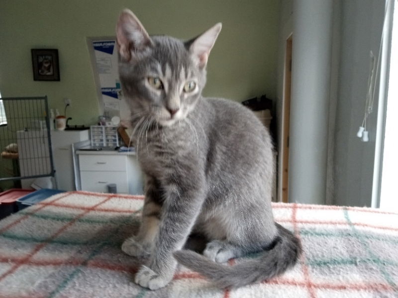 Quinta, an adoptable Domestic Short Hair in Alturas, CA, 96101 | Photo Image 1