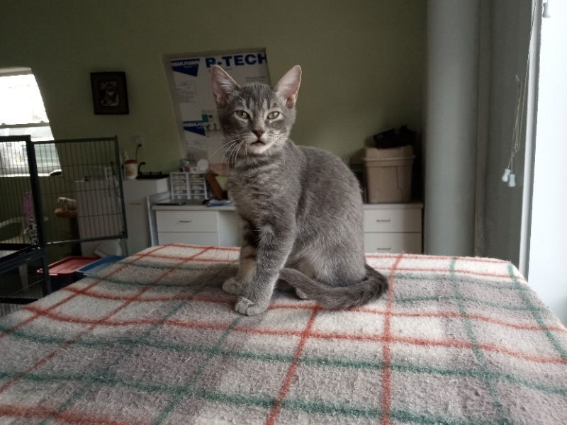 Quinta, an adoptable Domestic Short Hair in Alturas, CA, 96101 | Photo Image 3